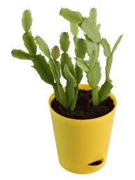 Getting holiday cacti to flower the next year can be tricky. Christmas Cactus Buy Christmas Cactus Online At Best Price In India Ugaoo Com