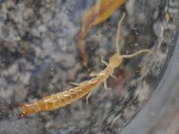 Image result for Diplazium humbertii