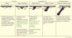 Biotin is also known as vitamin b7, and is commonly referred to as the hair growth vitamin. The Hair Follicle As A Dynamic Miniorgan Semantic Scholar