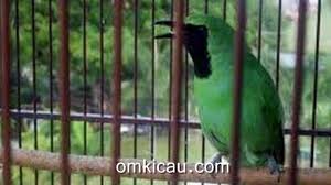 Cucak ijo full jamtrok, gacor, fighter, nembak keras, sangat cocok untuk test mental, biar cucak ijo ber karakter lebih fighter jika. Tips Perawatan Cucak Hijau Yang Mengalami Nyulam Terus Menerus Om Kicau
