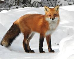 Image of fox