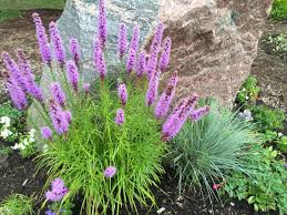 Once planted, they will continue to come back each year, producing heaps of flowers to bring color and life to your yard. Purple Perennials In Ontario Purple Perennials Plants Garden Design