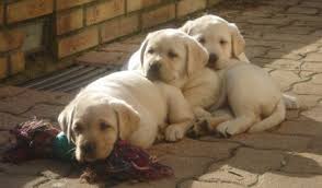 Vente De Chiots Labrador Chiot Trop Mignon Chiot Chiots Labrador