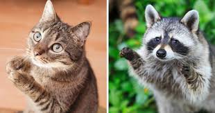 Native americans were the first to note their unusual paws. 15 Photos Proving That Cats And Raccoons Have More In Common Than We Thought
