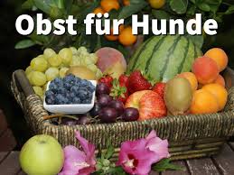Tritt grüner stuhl zusammen mit durchfall auf, kann eine darminfektion dahinterstecken. Welches Obst Durfen Hunde Essen Gesunde Fruchte Vs Giftige Obstsorten