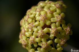 Find many great new & used options and get the best deals for 1 x hoya fusco marginata plant / not for wa, nt, tas at the best online prices at ebay! Hoya Fusco Marginata Hoya Plants Tropical Plants Flowers