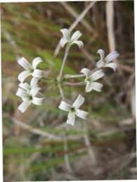 Image result for Agathisanthemum