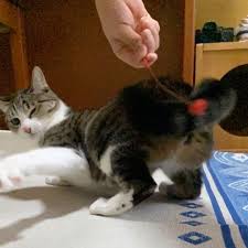 mako0mako0 まこまこ on instagram my cat is turning around and around cat ohagi genki cute funny catlife catoftheday turnaro cats animals instagram