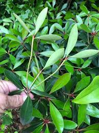 Image result for Pentaphylacaceae