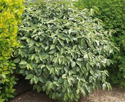 Snowy white blossoms plant any time of the year pest resistant description the frost proof gardenia is best known as the grace of the south. Eleagnus Plantation Taille Et Conseils D Entretien