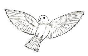 See bird drawing stock video clips. Step By Step Pigeon Pencil Drawing Novocom Top