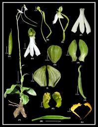 Image result for Habenaria