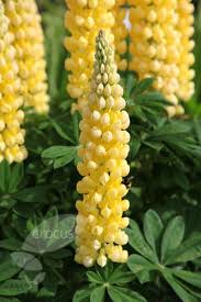 Lupinus Chandelier Band Of Nobles Series Lupin Lupine Flowers Flowers Perennials Yellow Plants