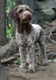 Advertise, sell, buy and rehome lagotto romagnolo dogs and puppies with pets4homes. Lagotto Romagnolo Rare Dogs Dog Breeds Beautiful Dogs