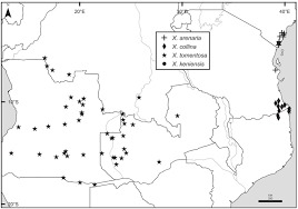 Image result for Xylopia katangensis