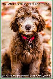 Check spelling or type a new query. Wickersham Farm Located In Pennsylvania Our Puppies Are Enjoyed By Families As Close As Delaware New Jersey Maryland New York Connecticut Rhode Island Ohio Massachusetts Virginia And Vermont And As Far