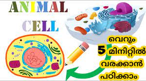 We did not find results for: How To Draw Animal Cell In Less Than 5 Minutes Malayalam Youtube