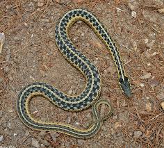 #snake the eastern garter snake (thamnophis sirtalis sirtalis) is one of the most common snakes in the eastern united states. Eastern Gartersnake