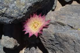 Image result for Eriosema erici-rosenii