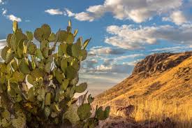 Algunos jardines de cactus son totalmente ajardinado con cactus, mientras que otros pueden ser suculentas, pastos del desierto, y otras plantas que se adapten a los mismos ambientes que cladodios o nopales, son los tallos del cacto espinoso, que es un miembro de la opuntia de cactus. Nopal Historia Taxonomia Tipos Beneficios Y Mucho Mas