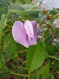 Image result for Centrosema pubescens