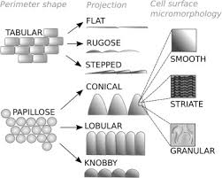 Maybe you would like to learn more about one of these? Intraspecific Variation In The Petal Epidermal Cell Morphology Of Vicia Faba L Fabaceae Sciencedirect