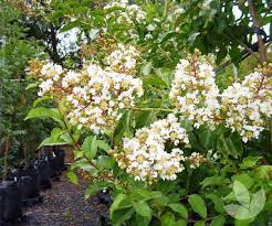 Check spelling or type a new query. Lagerstroemia Indica X Fauriei Natchez Crepe Myrtle White Trees Speciality Trees