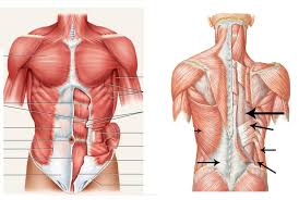 Includes 6 skin modes, skeletal system with connective tissue, and complete muscular system (including all deep muscles). Torso Muscles Diagram Quizlet