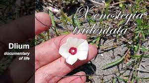 Image result for Xenostegia tridentata