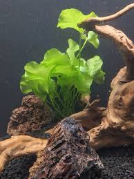 Image result for Nymphoides senegalensis