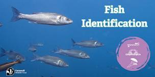 Fish Identification Workshop