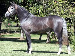 Originally called the chapmen horse, its current moniker comes from the breed's popularity in the. 10 Argentine Criollo Horses Ideas Horses Criollo Horse Breeds