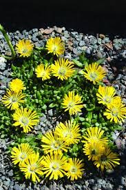Image result for Delosperma spp.