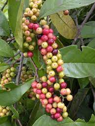 Most popular fruit trees, great dwarf fruit trees for small garden #fruittree #tree #germany 01:04 * cherry tree philippine fruits: Pinoy Fruits