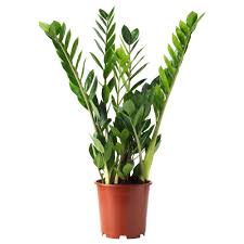 Zamioculcas Potplant Zamioculcas 17 Cm In 2020 Planten Potplanten Binnenplanten