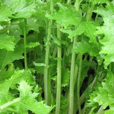 Image result for Brassica rapa