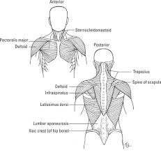 All of your bones, except for one (the hyoid bone in your neck), form a joint with another bone. How The Muscular System Works Dummies