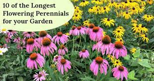 Some flowers can last longer outside of water than others. 10 Of The Longest Flowering Perennials For Your Garden