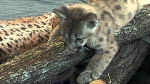 Baby Cougars Aka Puma Or Mountain Lion Play Cincinnati Zoo Youtube