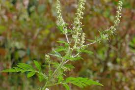 Plantae (plantes) equisetopsida (plantes terrestres, embryophytes, cormophytes) asterales: Biodiv Balma Ambroisie A Feuilles D Armoise Ambrosia Artemisiifolia