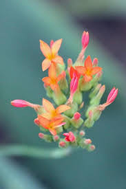 Kalanchoe Kalanchoe Rotundifolia In The Kalanchoes Database Garden Org Plants Planting Succulents Cactus And Succulents