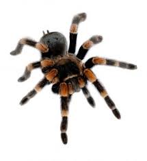 A black widow and a huntsman spider fight for survival. What You Should Know About Tarantulas Western Exterminator