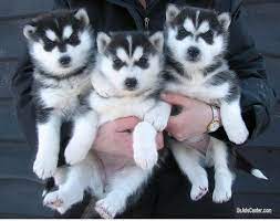 Subscribe to the get dallas pets newsletter. Siberian Husky Puppies Ready To Go Now Call 804 491 9401 Pets For Sale In Dallas Texas Usadscenter Com Mobile 180042