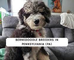 Check spelling or type a new query. Bernedoodle Breeders In Pennsylvania Pa Top 5 Picks 2021 We Love Doodles