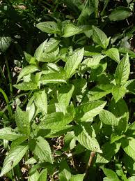 If the location of your garden gives you 4 or more hours of direct sunlight a day, you have a long list of annuals and perennials from which to choose. Mercurialis Perennis Wikipedia
