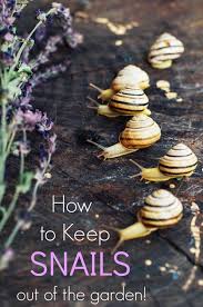 Some gardeners add cayenne pepper, salt, or ginger powder for extra measure! How To Keep Snails Out Of The Garden Turning The Clock Back