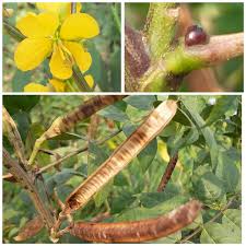 Image result for Fimbristylis quinquangularis