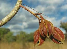 Image result for Sterculia quinqueloba