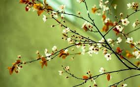 Tons of awesome spring wallpapers to download for free. Spring Wallpaper Spring Flowers Pictures Of Spring Flowers Spring Wallpaper Spring Flowers