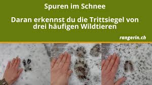 Erkennst du an einem bild. Spuren Im Schnee Trittsiegel Von Fuchs Wildschwein Und Reh Erkennen Youtube